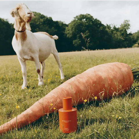 Carrot Blossom Cologne