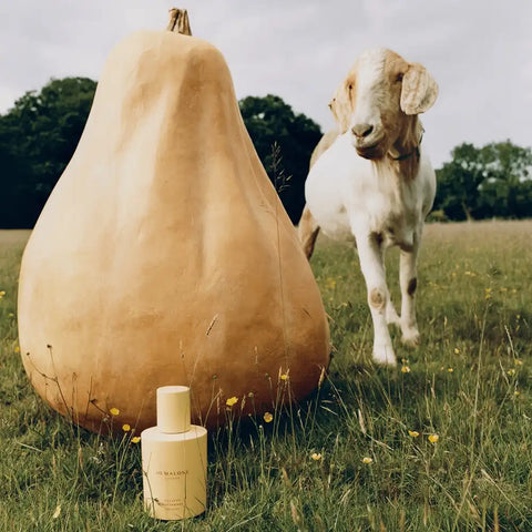 Velvety Butternut Cologne
