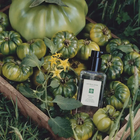 Tomato Leaf Hand Wash