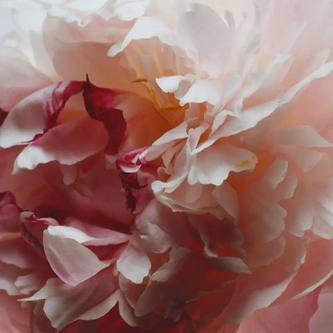 Peony & Blush Suede Body & Hand Wash