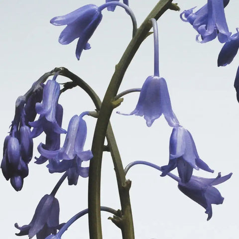 Wild Bluebell Body & Hand Wash