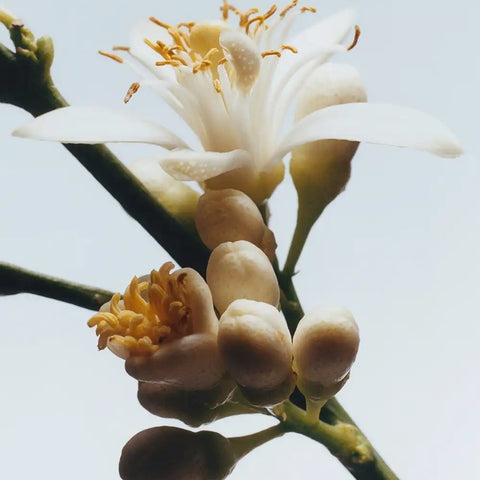 Orange Blossom Reed Diffuser